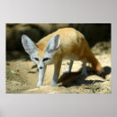 Recherche de le fennec posters Désert