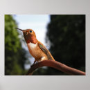 Recherche de roux art Nature