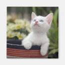 Recherche de blanc de chat refrigérateur magnets Photographie