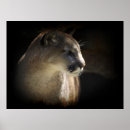 Recherche de puma posters Gros chats