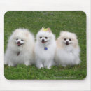 Recherche de canin tapis souris Pomeranian