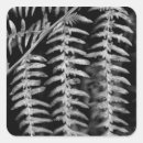 Recherche de abstrait noir et blanc autocollants Botanique