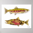 Recherche de saumon posters Nature