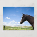 Recherche de images de cheval cartes postales Amateurs de chevaux