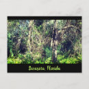 Recherche de arbres tropicaux cartes postales Travel