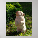 Recherche de shar posters Chiot