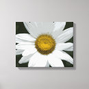 Recherche de marguerite blanche toiles Floral