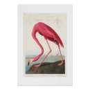 Recherche de audubon posters Vintage