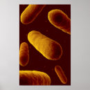 Recherche de de biochimie posters Germe