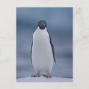 Recherche de penguin postcards cartes postales Animaux dans la nature
