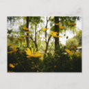 Recherche de fleur chrysanthème cartes postales Pour eux