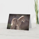Recherche de poulain photographie Photographie de la faune