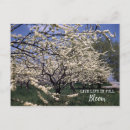 Recherche de arbres fruitiers cartes postales Verger