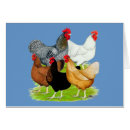 Recherche de poulet brun Animal
