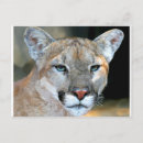 Recherche de yeux de lion cartes postales Chat