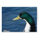 Recherche de canards de parc Photographie