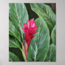Recherche de gingembres art Rouge