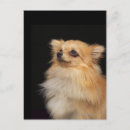 Recherche de pomeranians cartes postales Animaux