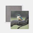 Recherche de aile bleue magnets Kookaburra