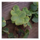 Recherche de trèfle chanceux posters Saint patrick