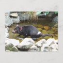 Recherche de elle diable cartes postales Diable de tasmanien