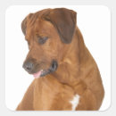 Recherche de ridgeback rhodesian autocollants Chiot