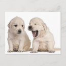 Recherche de golden retriever cartes postales Nature