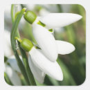 Recherche de fleur de neige autocollants Blanc