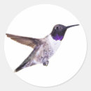Recherche de manne autocollants Colibri à manne noire
