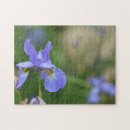 Recherche de iris photographie Violet