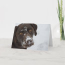 Recherche de amant de chocolat cartes postales Labrador