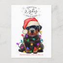 Recherche de chiots rottweiler cartes postales Chien de rottweiler