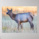 Recherche de élan posters Faune