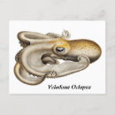 Recherche de illustration de poulpe cartes postales Nautique
