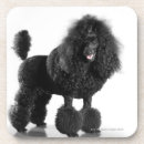 Recherche de caniche dessous de verres Animaux