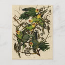 Recherche de perruches cartes postales Illustration