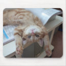 Recherche de chat bébé tapis souris Photographie