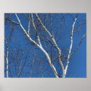 Recherche de de bouleau posters Ciel