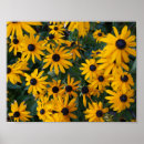 Recherche de susan posters Rudbeckia hirta
