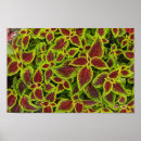 Recherche de coleus posters Rouge