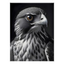 Recherche de falcone posters Animal