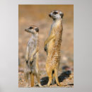 Recherche de suricate posters Animal