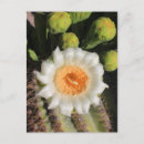 Recherche de cactus de saguaro cartes postales Arizona