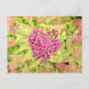 Recherche de percé cartes postales Floral
