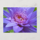 Recherche de nénuphar tropical cartes postales Étang