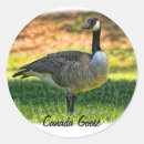 Recherche de oie du canada autocollants Animaux