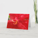 Recherche de ketmie rouge Tropical