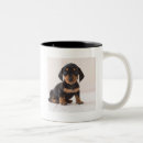 Recherche de chiot teckel tasses Animaux