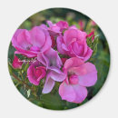 Recherche de lila magnets Lavande