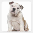 Recherche de bouledogue anglais autocollants Animaux